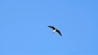 Степная тиркушка Glareola nordmanni  Blackwinged pratincole calls [upl. by Adnohsal]