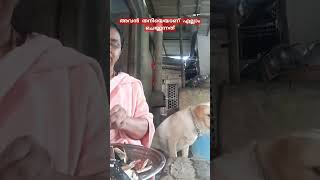 labrador pets ഇത് കണ്ടാൽ സംശയം എല്ലാം മാറും [upl. by Vinna]