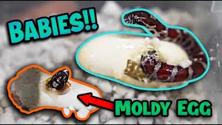 Baby Eastern Milksnakes Hatching [upl. by Airrat]