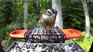 Female rosebreasted grosbeak up close on PA Bird Feeder 3 [upl. by Audres]