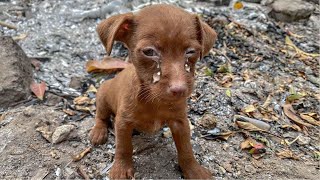 Rescue of a Scared Abandoned Puppy with a Broken Heart  a miracle came to it [upl. by Biamonte]