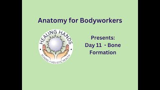 Day 11 of Online Anatomy for Bodyworkers Bone Formation [upl. by Enneirda]