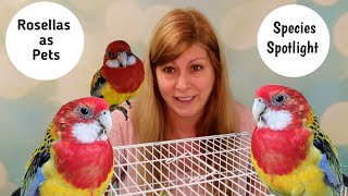 Rosellas as Pets Species Spotlight [upl. by Nilla55]