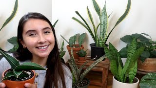 Popular Sansevieria Snake Plant Types For Your Houseplant Collection [upl. by Annadroj]