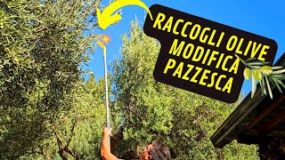 Come Raccogliere Le OLIVE Con Il Rastrello Manuale Fai Da Te [upl. by Anilat938]