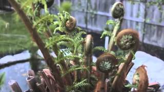 Tree Fern  Fractals in Nature [upl. by Chassin]