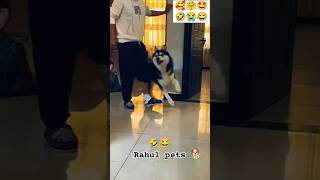 Funny cheating 🤣😂😂 rahulpets love funnydogs shortsfeed doglover funny shortsviral [upl. by Viridis]