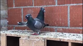 HIGHFLYER PIGEON PELLUMBAT LARTFLUTURUES 2018 [upl. by Anana]