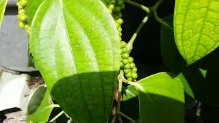 Start to produce fruits  Black Pepper Plant  Piper nigrum Black Pepper vine [upl. by Nivrae]