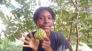 SUGAR Apple or SWEET SOP in my Yard [upl. by Eduj]