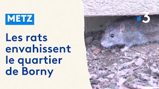 Les rats envahissent le quartier de Borny à Metz [upl. by Longawa982]