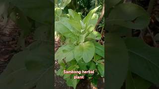 Sambong  herbal medicine shorts shortvideo Plants Farming Planting Sambongherbalplant [upl. by Valdas]