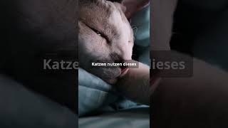 Das Geheimnis des Katzenschnurrens  Warum schnurrt meine Katze [upl. by Ajnotal492]