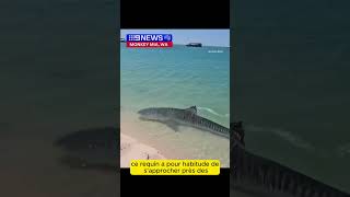 🎥 Top 3 des requins les plus TERRIFIANTS  🦈 animaux requins mer ocean attaque terrifiant [upl. by Carrick887]