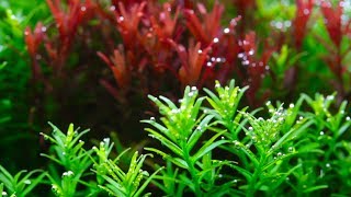 Rotala [upl. by Lose]