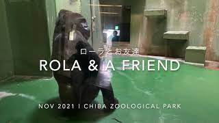 S1E007｜Rola amp A Friend Earthworm🪱⎪Gorillas kept solitary for years⎪CHIBA ZOO⎪ゴリラとミミズ｜長い単独生活⎪千葉市動物公園 [upl. by Rasaec]