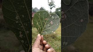 Slug caterpillar moths family limacodidae shorts [upl. by Sokil]