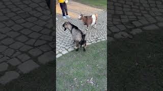 Des chèvres 🐐🐐 [upl. by Bobbette]