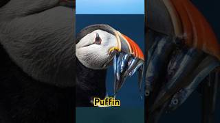 Cuttest bird Puffin shorts facts birds wildlife [upl. by Eiral57]