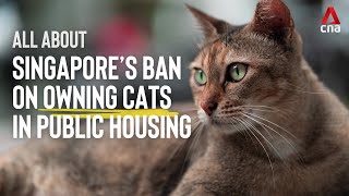 All about the cat ban in Singapores public housing  CNA Explains [upl. by Macpherson334]