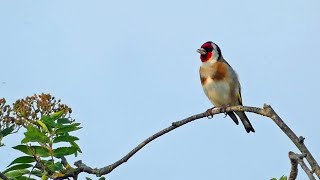 Goldfinch Singing [upl. by Winifield]