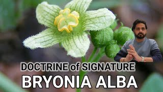 BRYONIA ALBA DOCTRINE OF SIGNATUREMENTAL SYMPTOMS [upl. by Cirala62]