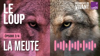 La meute à la conquête du monde sauvage 24  Mécaniques du vivant saison 1  le loup [upl. by Airdnal]