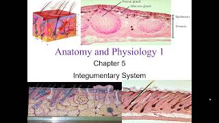 Chapter 5 Integumentary System [upl. by Tiras]