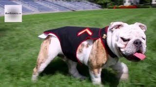 Marine Corps Official Mascot Apprentice Pfc Chesty XIV at Marine Barracks [upl. by Drarej978]