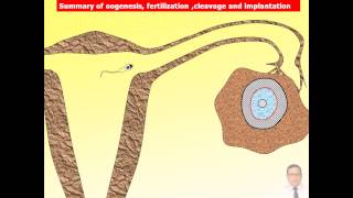 Magdy Said Anatomy SeriesGeneral Embryology10Implantationavi v1 [upl. by Thorr650]