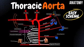 Arteries of the Thorax Thoracic Aorta EASY Scheme [upl. by Chalmer256]