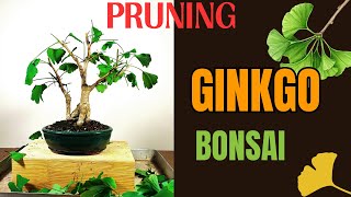 Pruning Ginkgo Biloba Bonsai [upl. by Revilo]