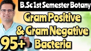 Difference between Gram Positive amp Gram Negative Bacteria bedkdian mjpru bsc1stsemester botany [upl. by Soalokcin276]