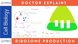 Production of Ribosomes  Cell Biology [upl. by Ennirak]