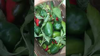 Harvested my peppers 🌶️🫑 cayenne serranos habaneros jalapeno and sweet bell peppers [upl. by Zillah]