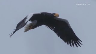 Stellers sea eagle returns to Maine [upl. by Maxia]