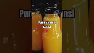 100 PURE CALAMANSI EXTRACTcalamansi calamansifarming [upl. by Dunston]