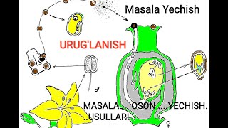 URUGLANISHGA OID MASALALAR YECHISH [upl. by Eremehc]