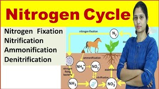 Nitrogen Cycle  Nitrogen Fixation Nitrification Ammonification Assimilation Denitrification [upl. by Issor]