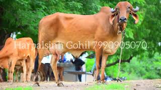 Milking Gir cow for sale Harpalsinh Gohil 7990905070 [upl. by Primrose502]