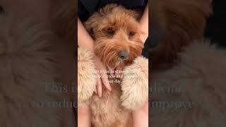 Australian labradoodle is the best medicine to reduce your stress 🐾✨ breeder puppy labradoodle [upl. by Ericha322]