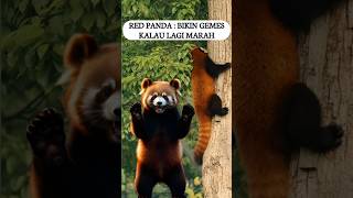 Red Panda yang Bikin Gemes Kalau Lagi Marah [upl. by Vaughn569]