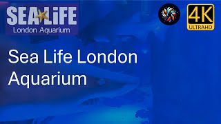 The SEA LIFE London Aquarium  Experience Under Water Escape  4K UHD sealifelondon [upl. by Labotsirc]