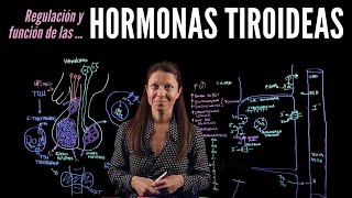 Fisiología endocrina III Hormonas tiroideas [upl. by Adirf]