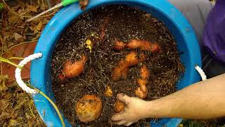 Sweet potato harvest [upl. by Eneluj]