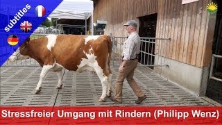 Stressfreier Umgang mit Rindern  Philipp Wenz zeigt Methode quotLow Stress Stockmanshipquot [upl. by Lenny]