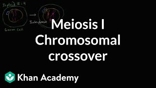 Chromosomal crossover in Meiosis I [upl. by Llekim]