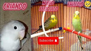 BUENAS Y MALAS NOTICIAS EN EL AVIARIO Juan y sus plumiferos😊🥺🕊️🐦 [upl. by Thanos]