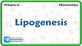 Lipogenesis  Lipid Metabolism [upl. by Eseerahs]