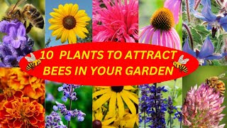 10 Plants To Attract Bees In Your Garden  MEDIPLANTA [upl. by Wilser485]